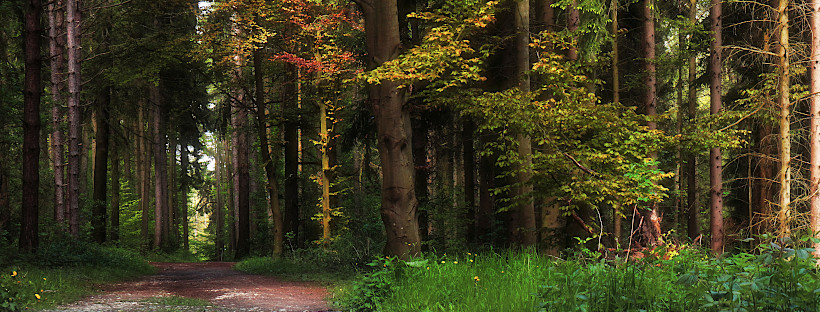 Glücksritual im Herbst: Ein Wald mit guten Wünschen