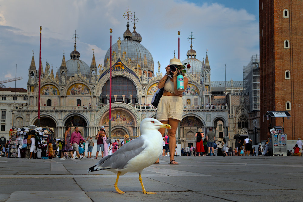 Möwe auf dem Markusplatz in Venedig